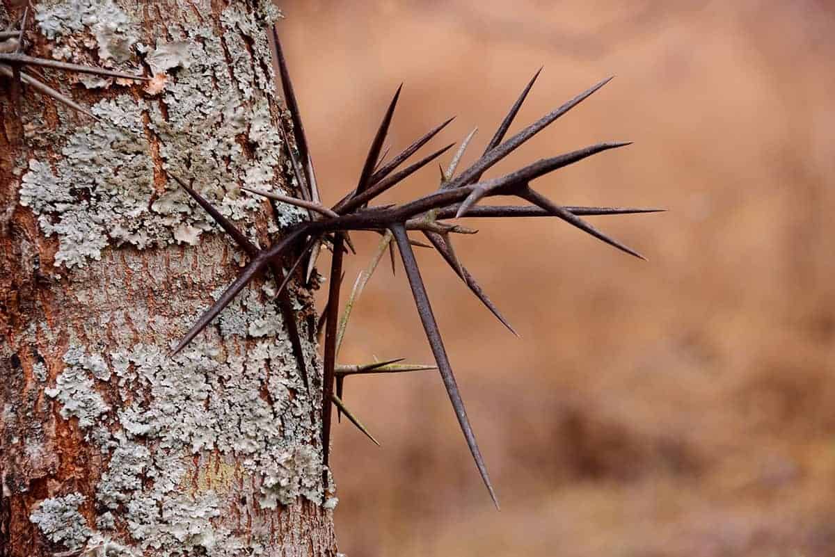 Honey Locust