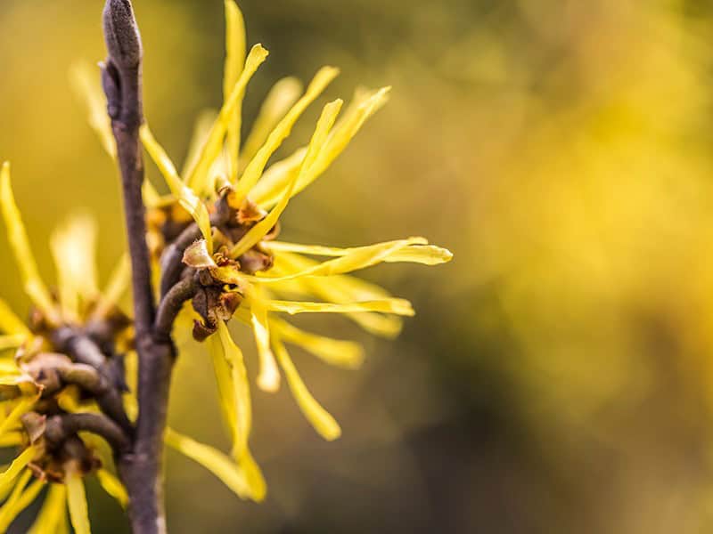 Witch Hazel