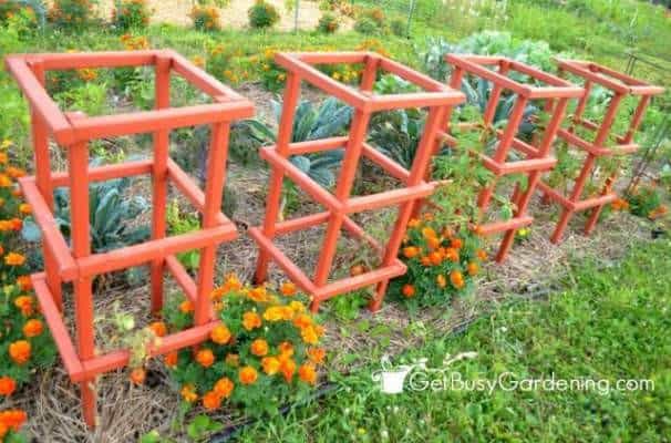 Tomato Cages