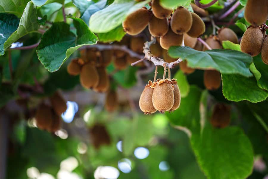 Kiwifruit