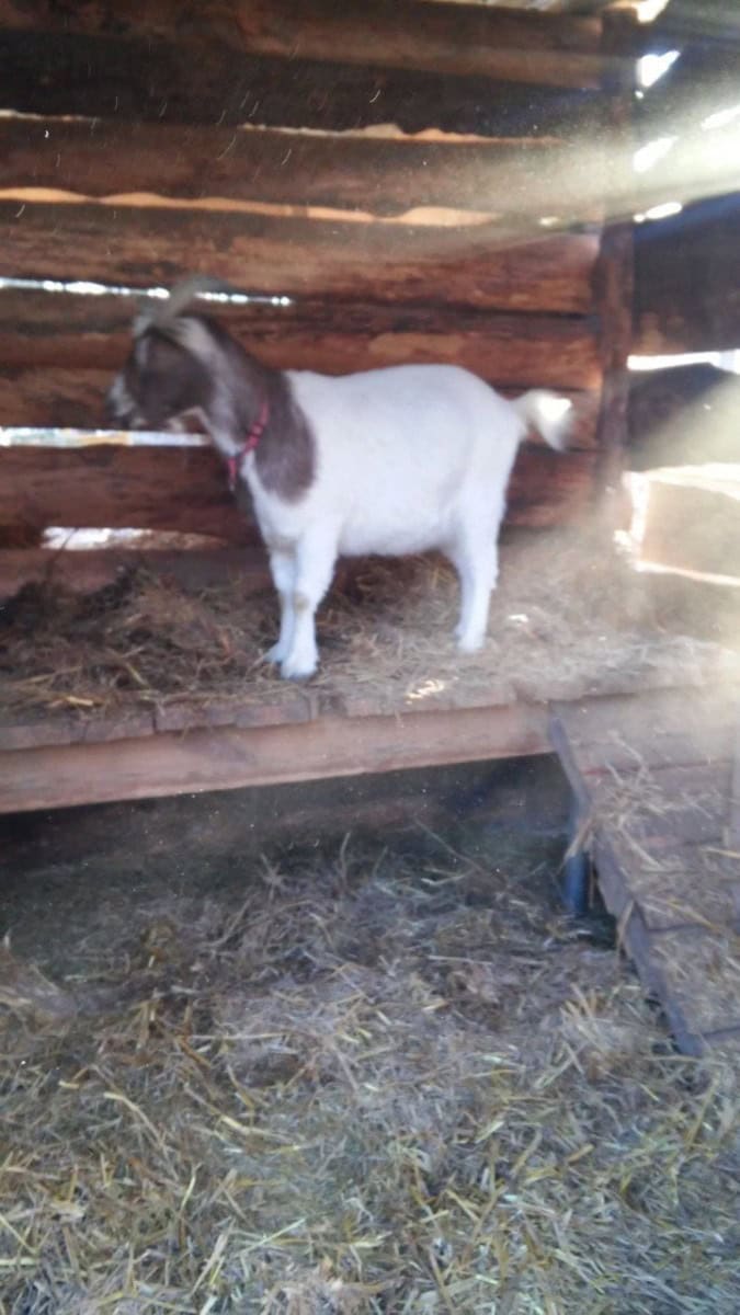 Goat Shed with Loft Bed