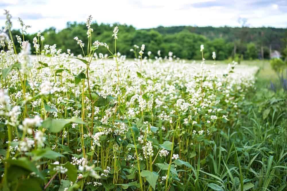 Buckwheat