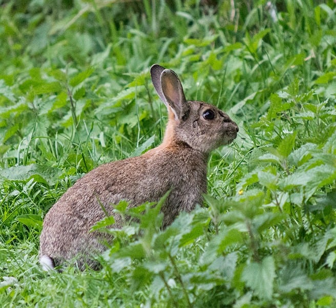 Rabbits