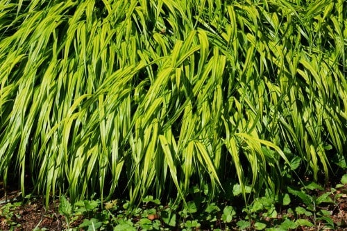 Japanese Forest Grass