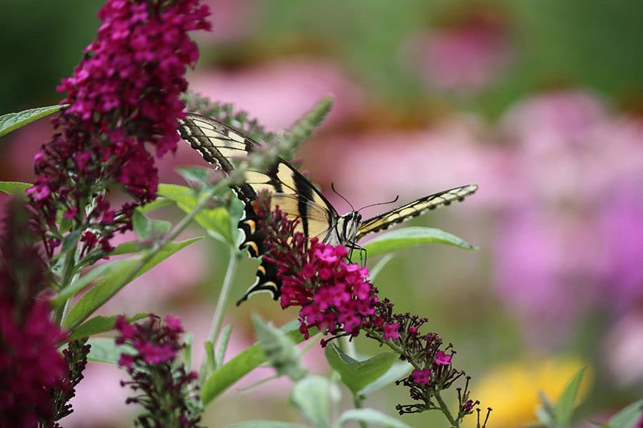 Butterfly Bushes