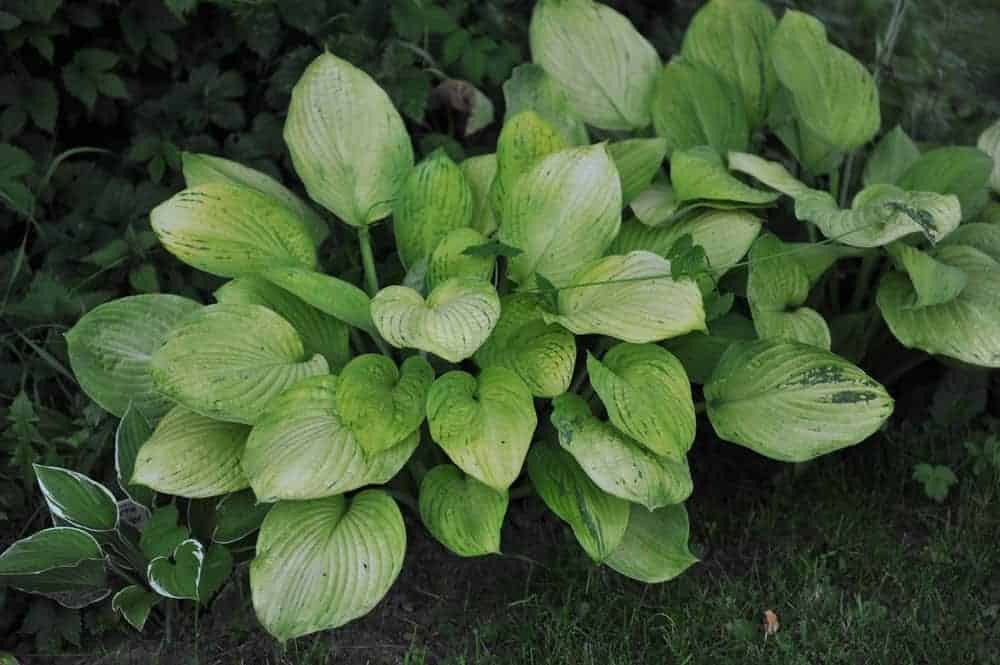 Hosta Virus X