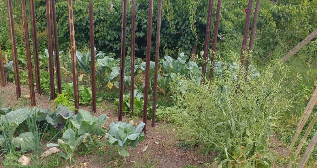 Tip 6: Provide Afternoon Shade for Your Cool Season Crops