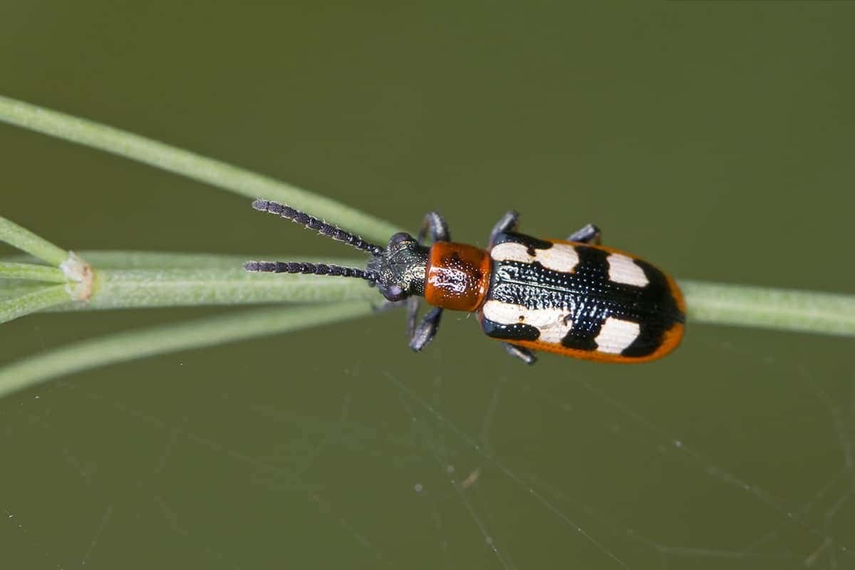 Asparagus Beetles