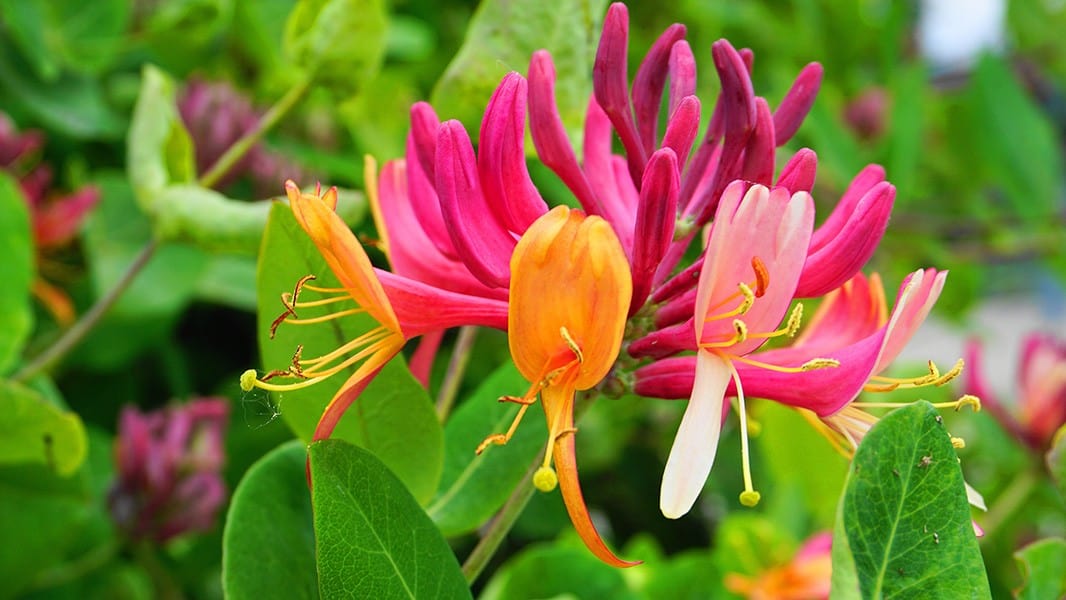 Honeysuckle