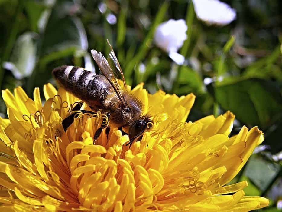 Best Companion Plants for Dandelions