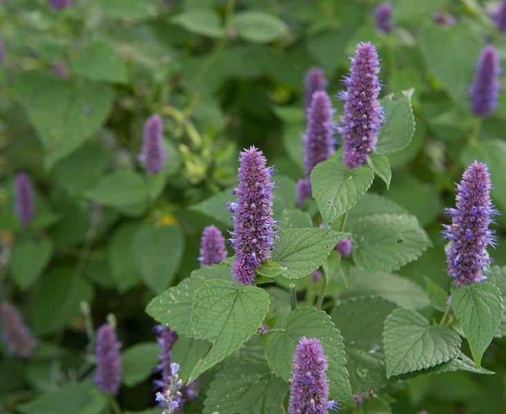 Anise Hyssop