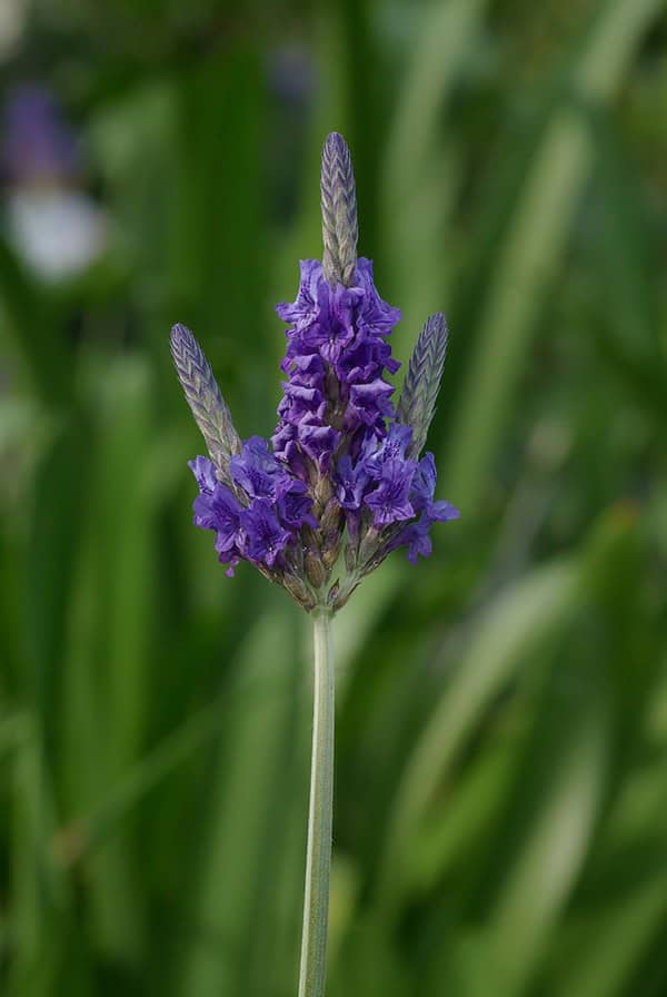 Egyptian Lavender (Lavandula multifida)