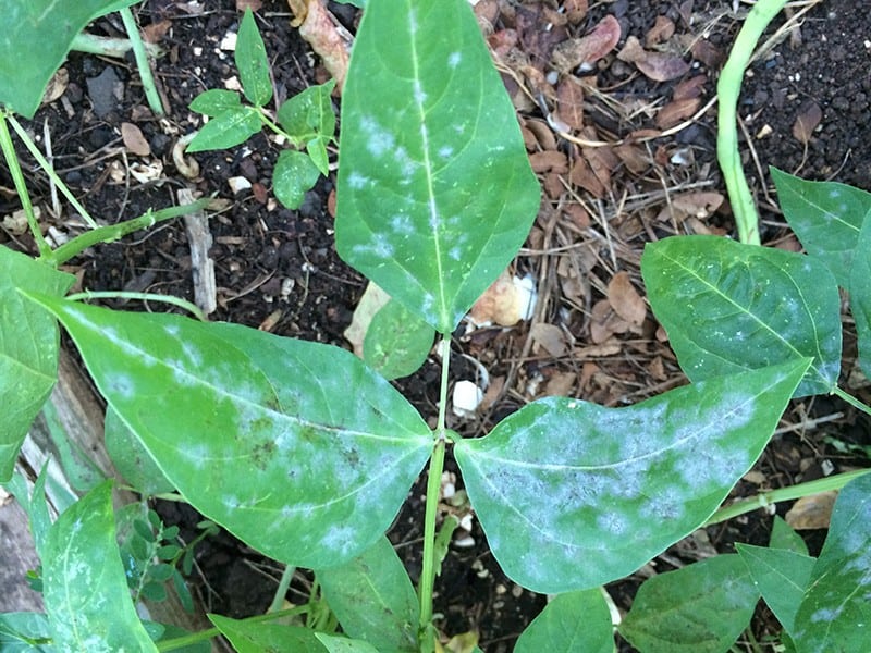 Downy Mildew