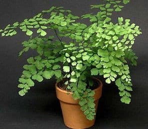 Maidenhair Fern