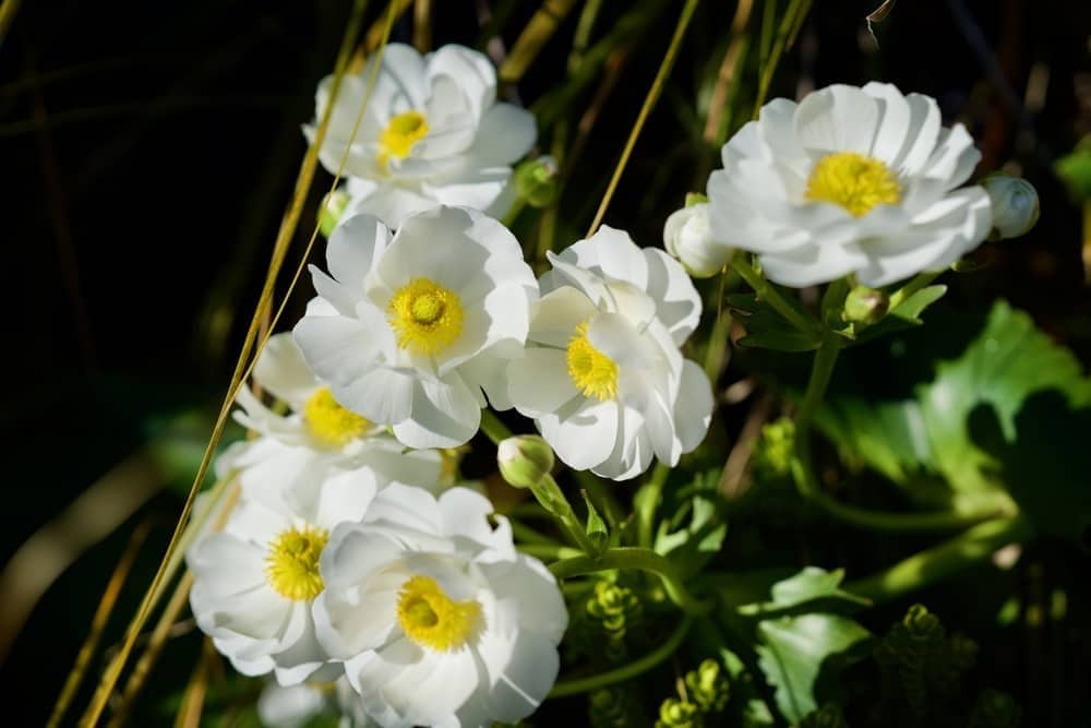 Mount Cook Buttercup