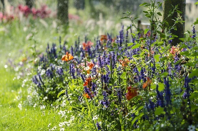 Salvia (Salvia)