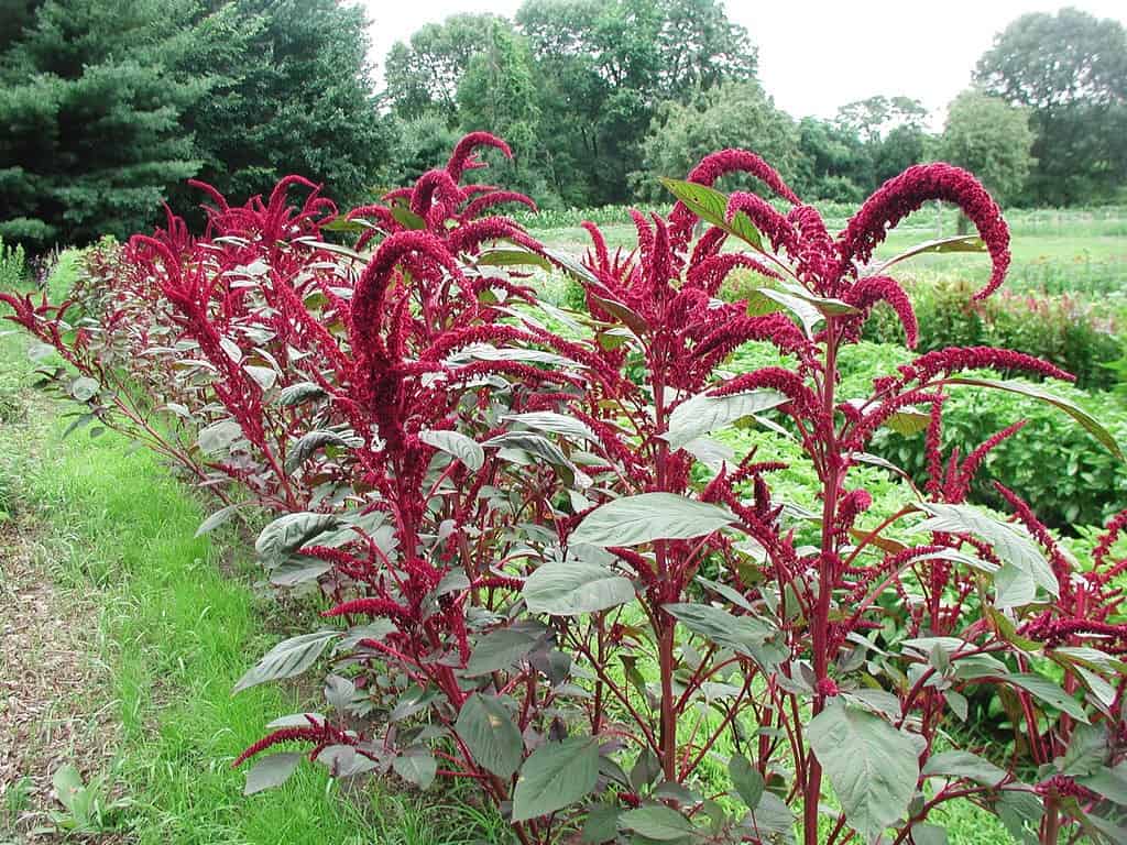 How to Plant Amaranth