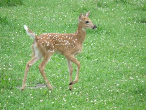 Fishing Line Deer Fence