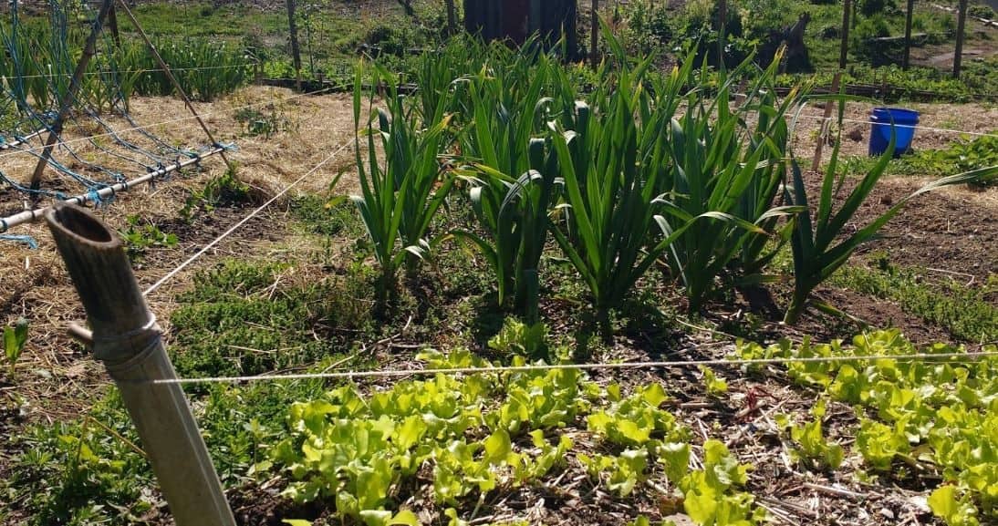 Organic Vegetable Garden Versus Conventional Garden