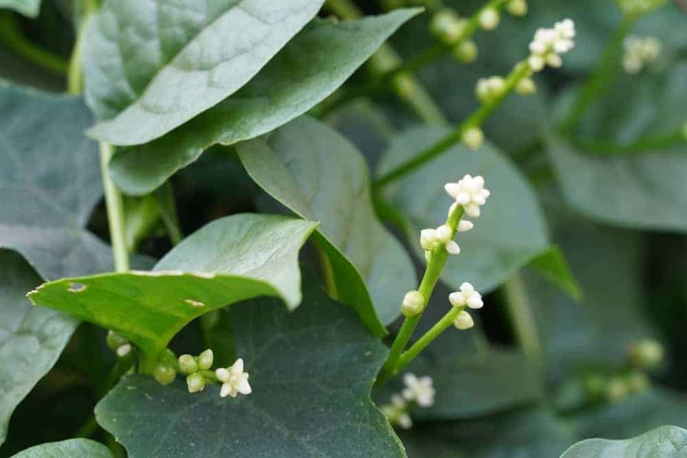 Malabar Spinach