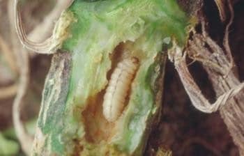 Squash Vine Borer