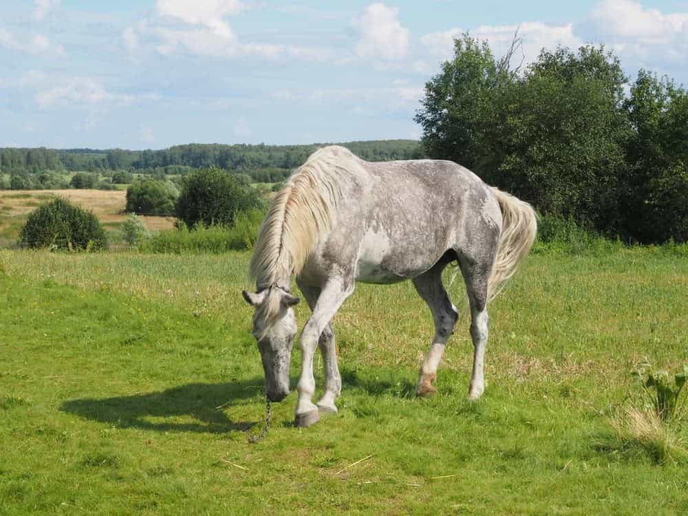 Pasture for Exercise (and to Avoid Going Stir Crazy)