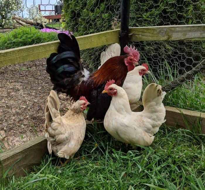 Egg and Meat Production of Bantams