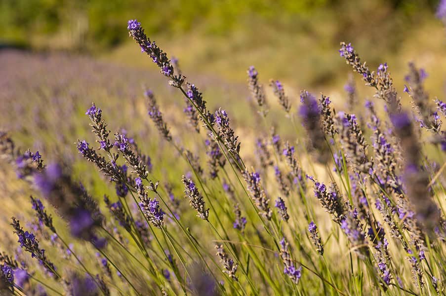 French Lavender (Lavandula stoechas)