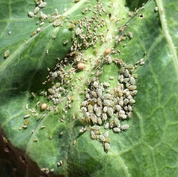 Aphids