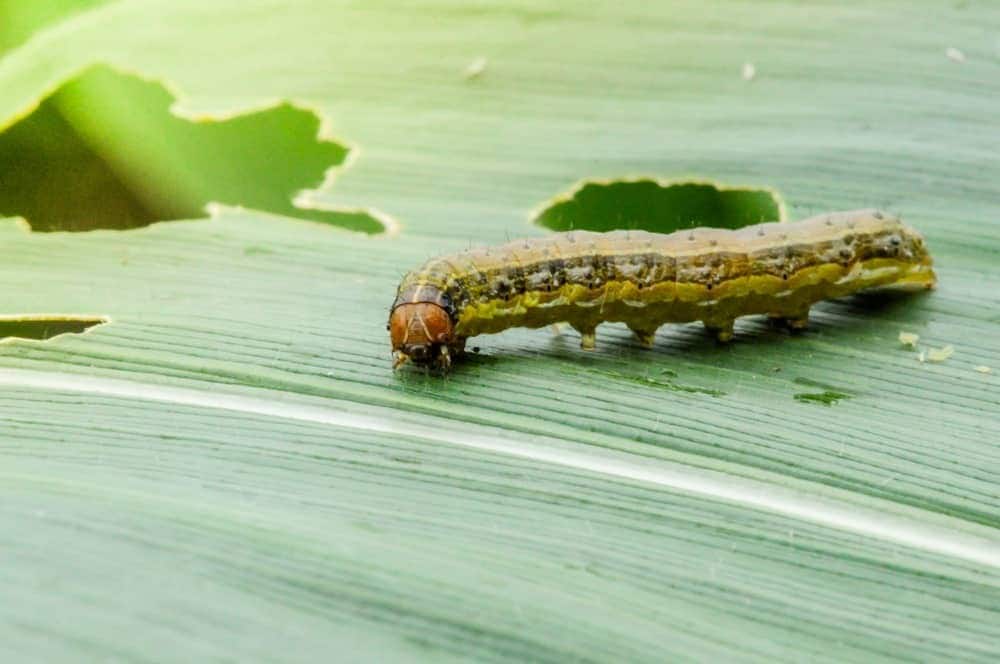 Armyworms