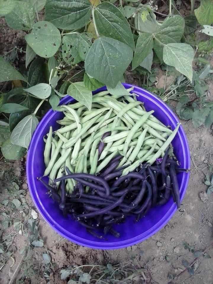 Green Beans