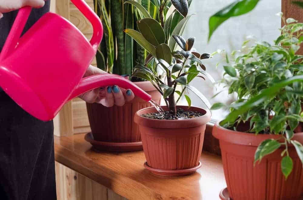 How to Prevent Indoor Plant Pests