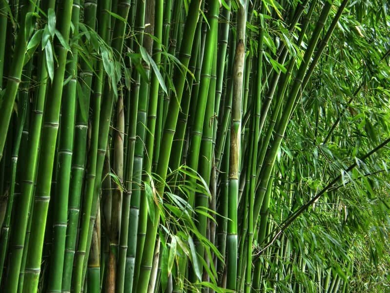 Bamboo