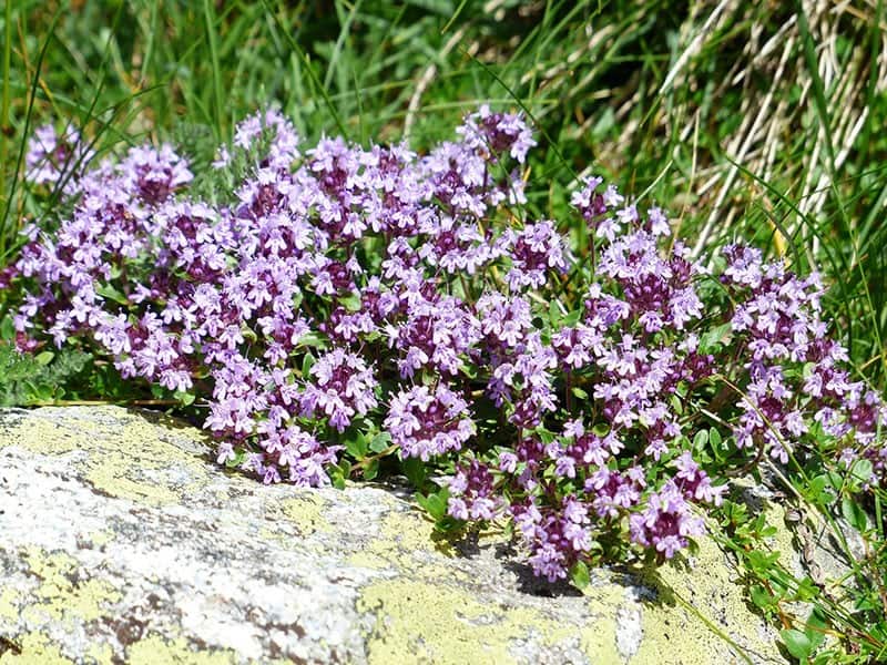 Caring for Thyme