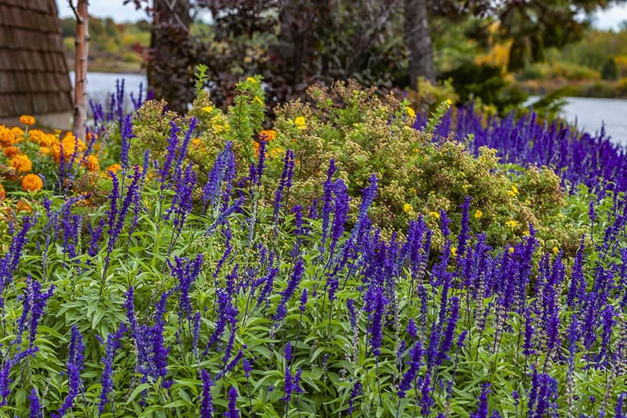 Companions for Growing Lavender