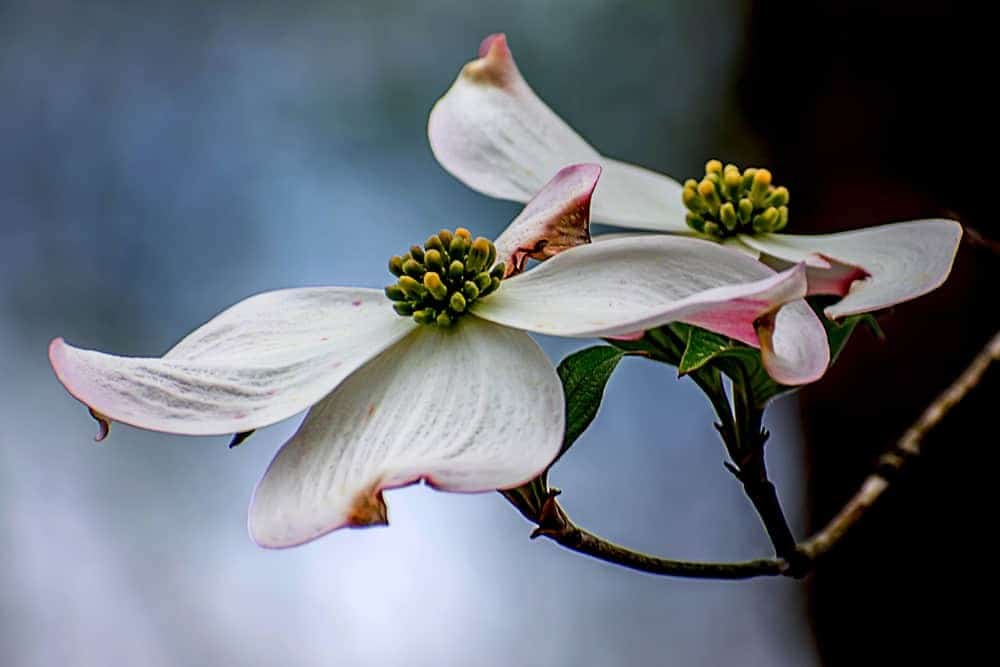 Planting Dogwoods