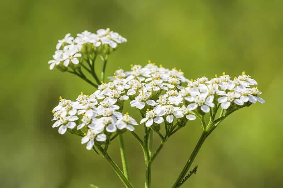 Yarrow (Achillea millefolium)