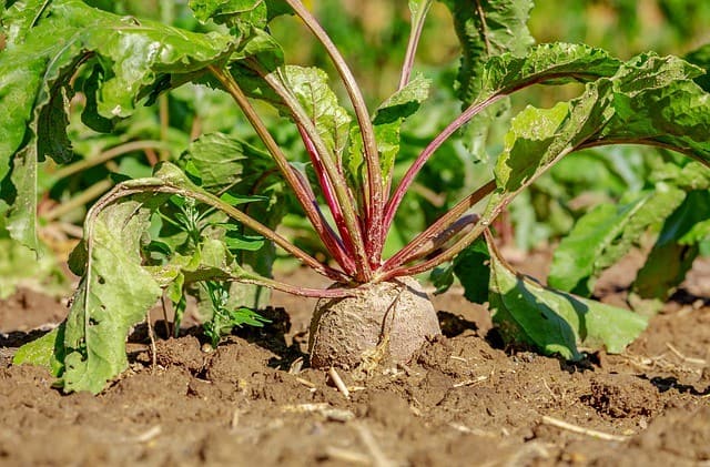 Beets