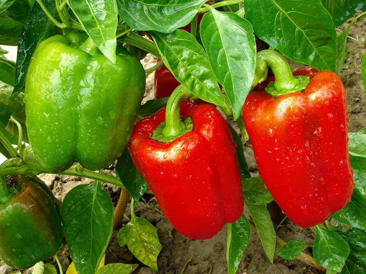 Peppers (Hot and Sweet)