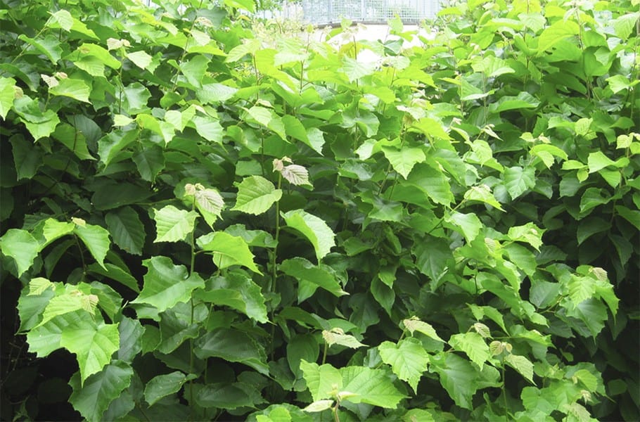 Hazelnut Varieties