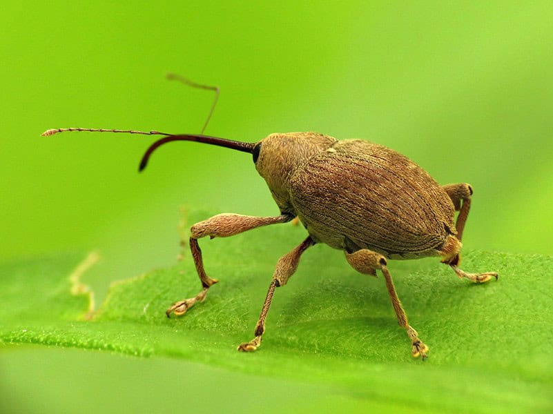 Nut Weevils