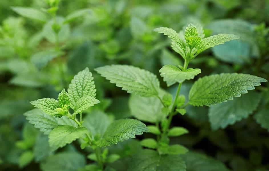 Lemon Balm (Melissa officinalis)