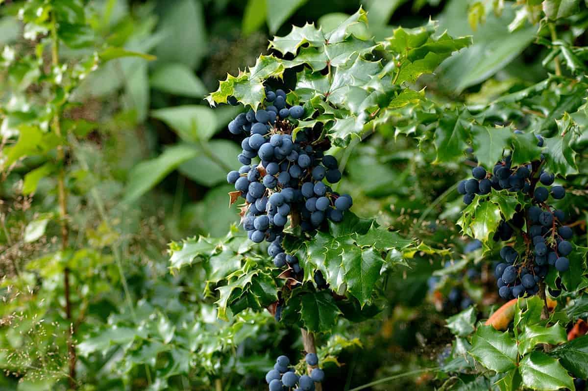 Oregon Grape