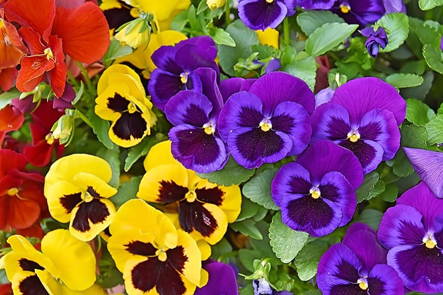 Winter Pansies