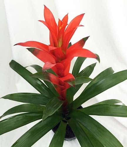 Bromeliad