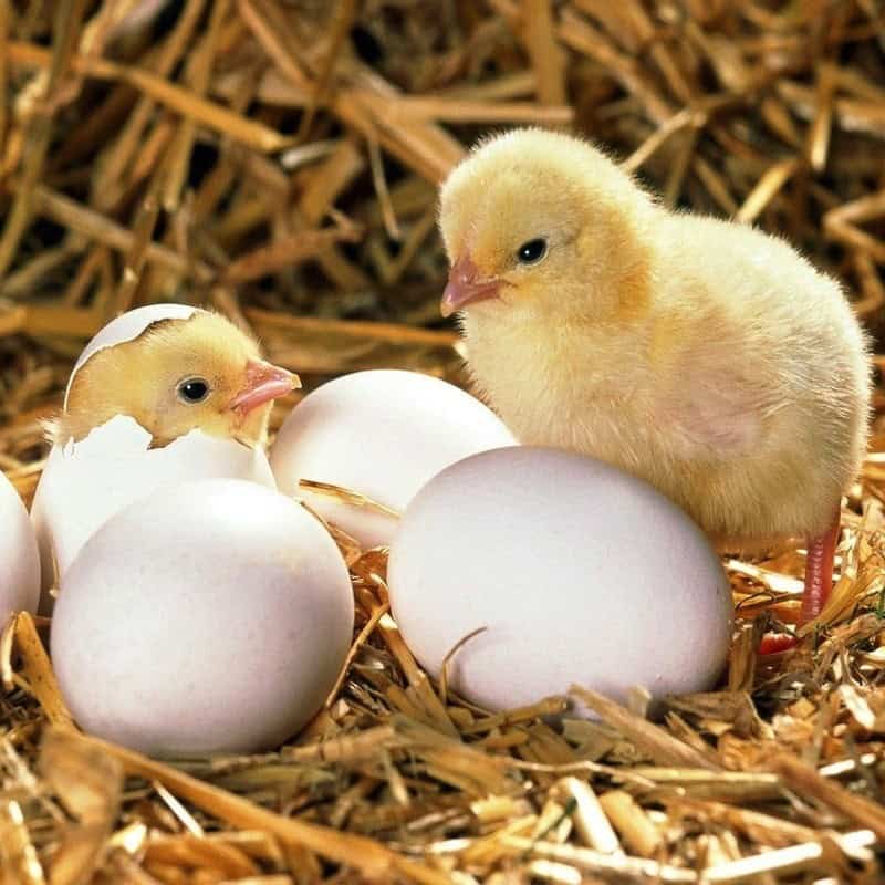 Hatching Chicks