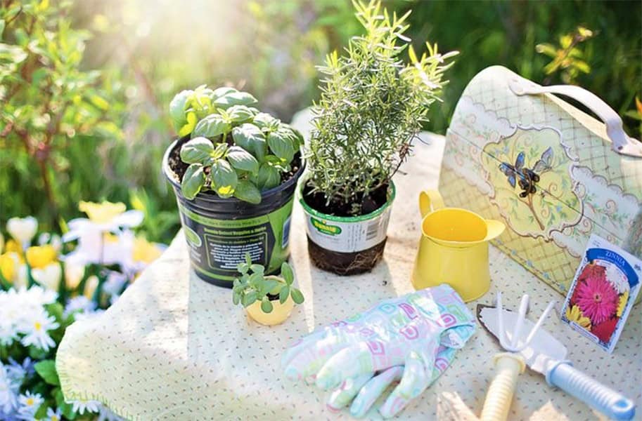 Planting Herbs Outdoors