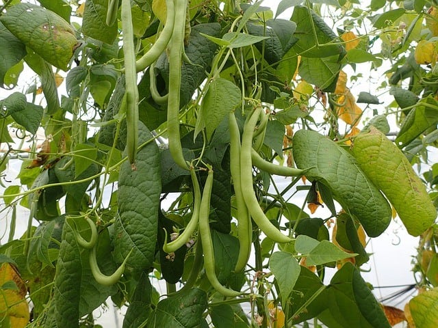 Caring for Beans