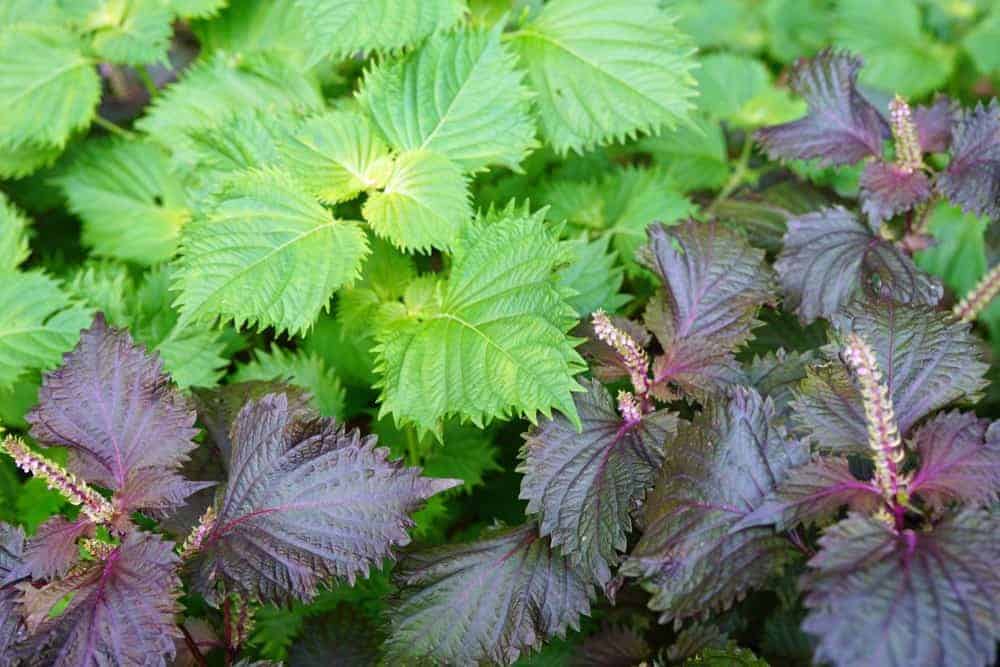 Shiso