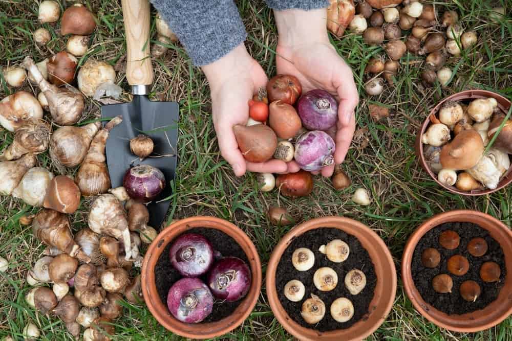 Cultivating Hyacinths